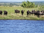 Wildebeest